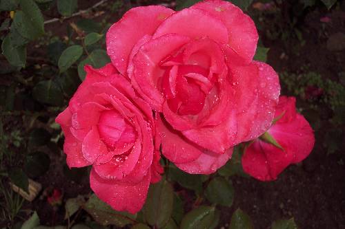 Fête des roses au Portugal Url_artimage-161774-873673-24418